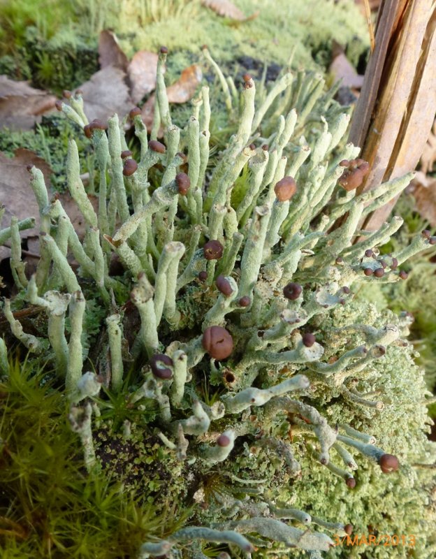 Lichens forestiers 3.3.2013 033